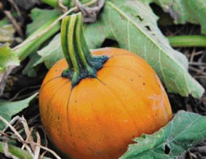 Crop rotation